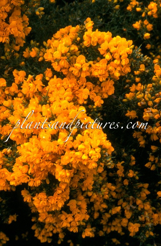 Ulex europaeus ‘Flore Pleno’