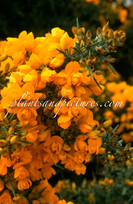 Ulex europaeus ‘Flore Pleno’