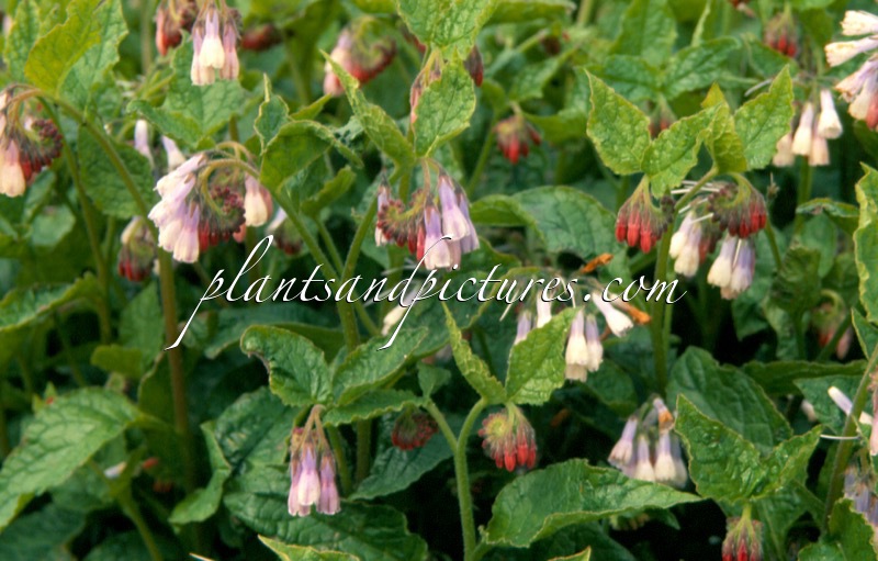 Symphytum grandiflorum ‘Wisley Blue’