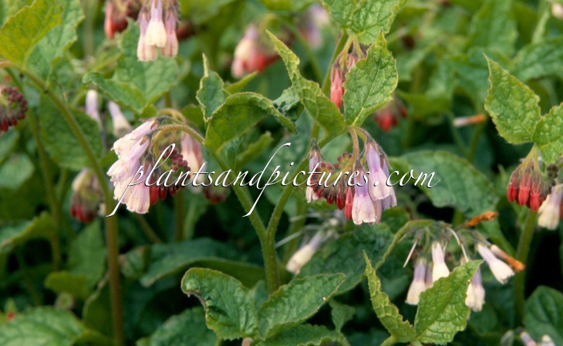 Symphytum grandiflorum ‘Wisley Blue’