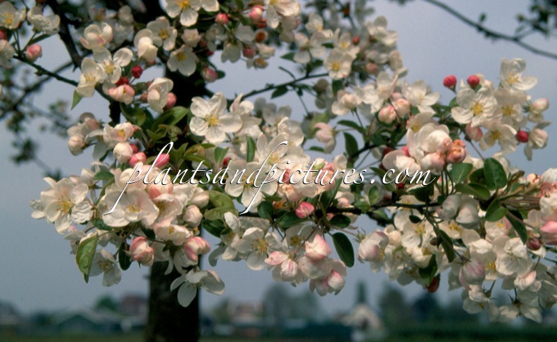Malus ‘Evereste’ (PERPETU)