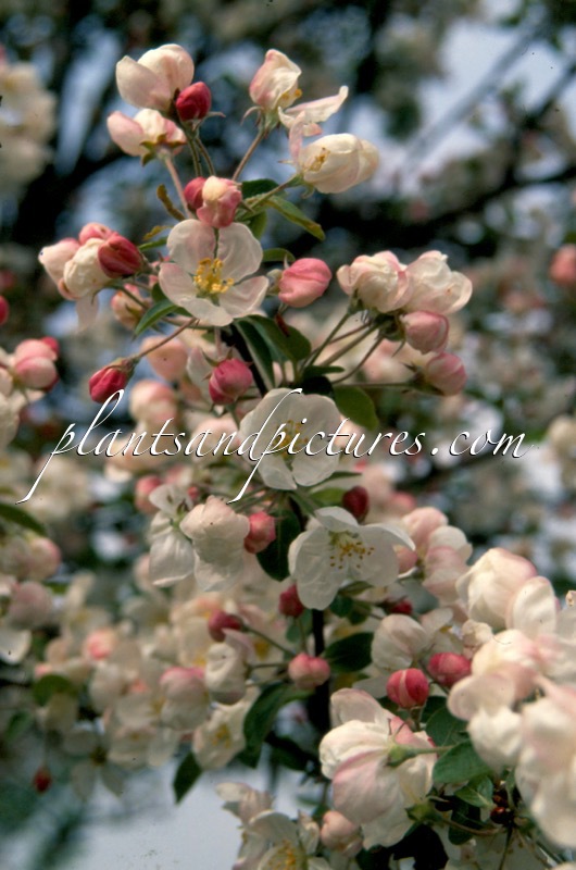 Malus ‘Evereste’ (PERPETU)