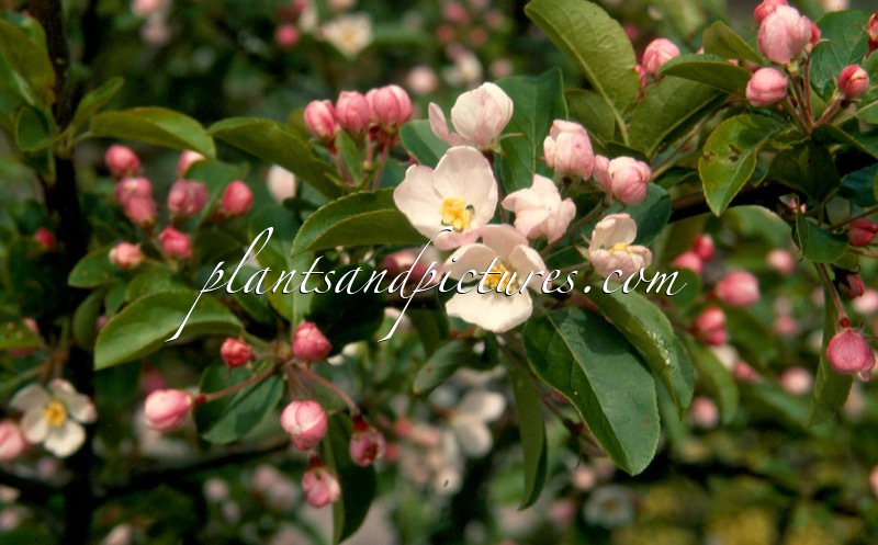 Malus ‘Red Sentinel’