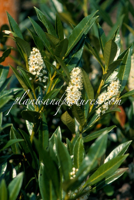 Prunus laurocerasus ‘Otto Luyken’