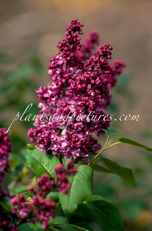 Syringa vulgaris ‘Charles Joly’