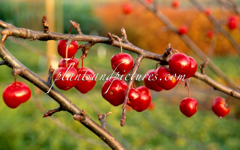 Malus ‘Red Sentinel’