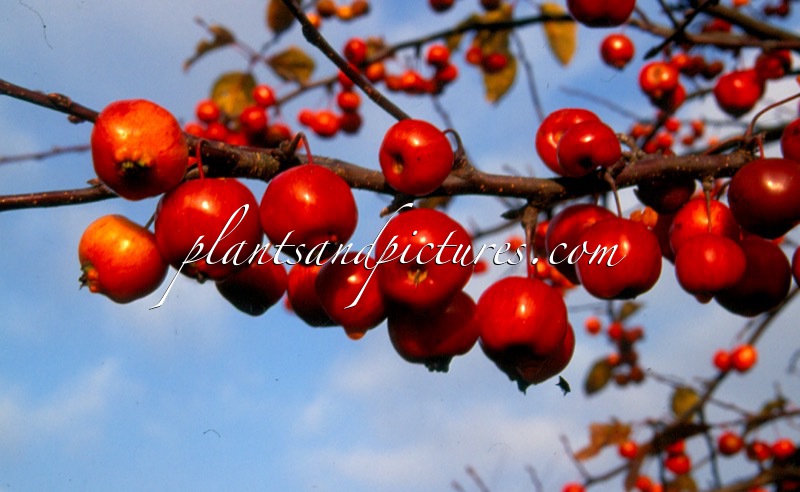 Malus ‘Evereste’ (PERPETU)