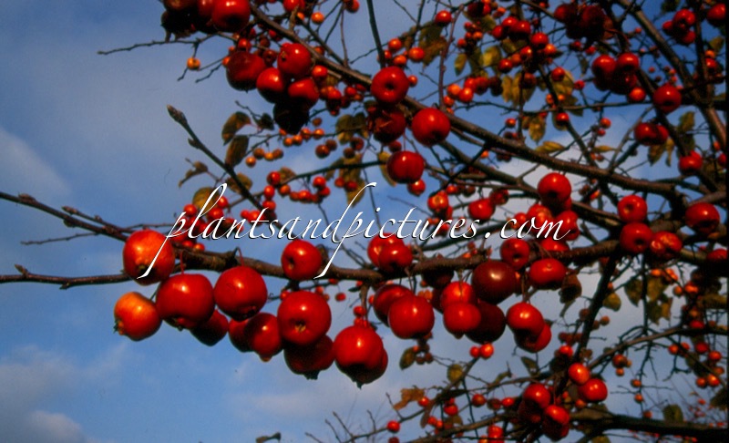 Malus ‘Evereste’ (PERPETU)