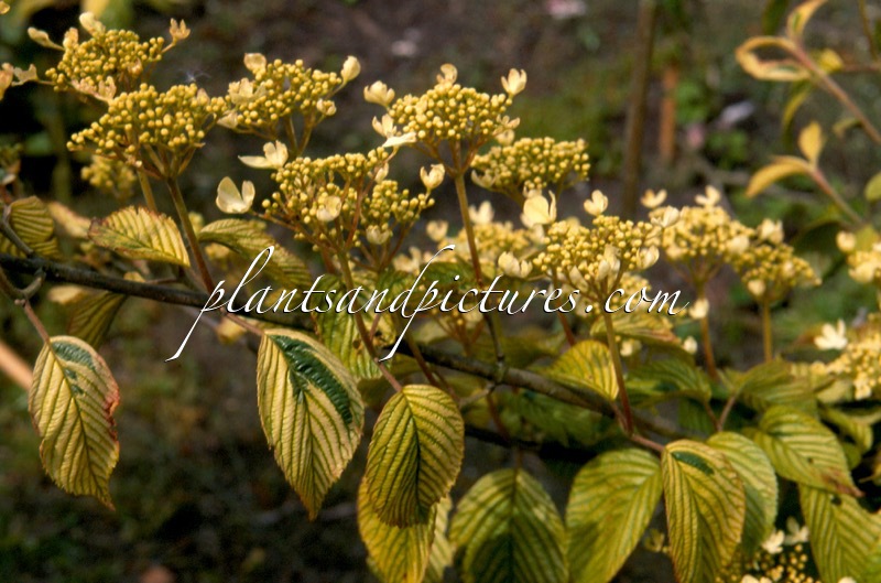 Viburnum plicatum