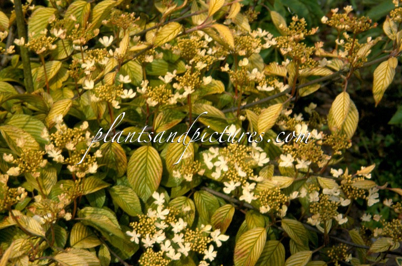 Viburnum plicatum