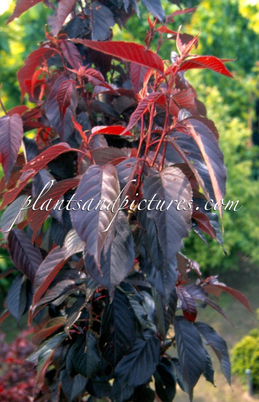 Prunus serrulata ‘Royal Burgundy’