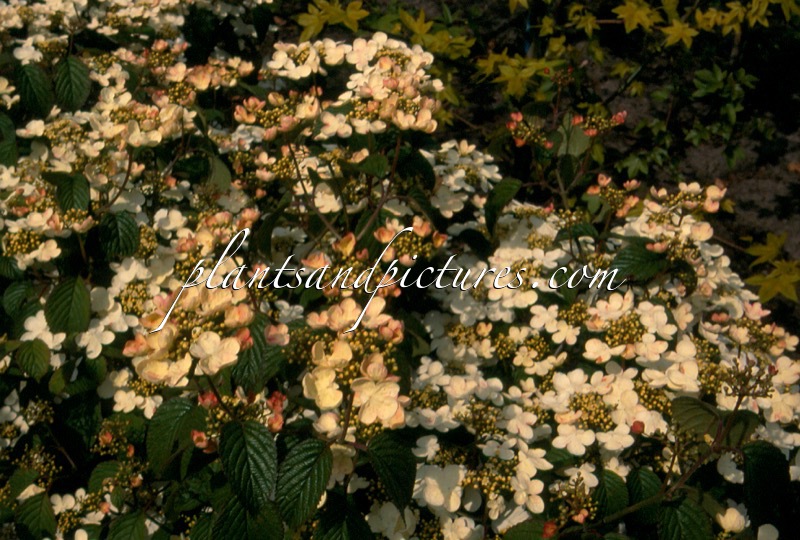 Viburnum plicatum ‘Lian Pam’