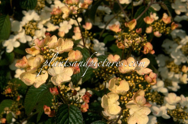 Viburnum plicatum ‘Lian Pam’