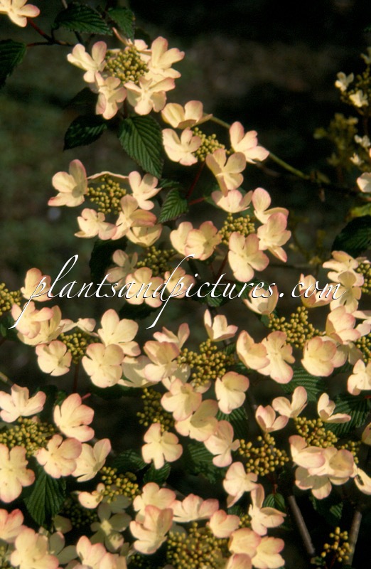 Viburnum plicatum ‘Pink Beauty’