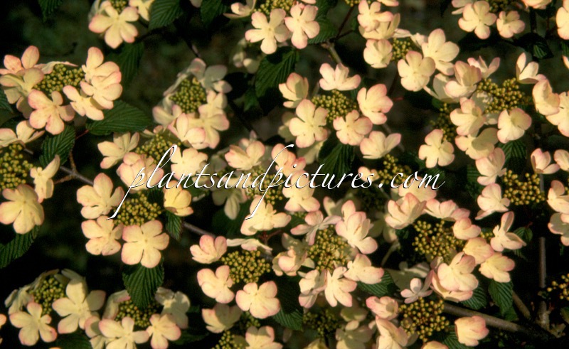 Viburnum plicatum ‘Pink Beauty’