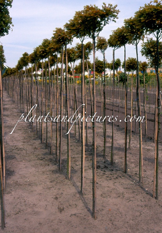 Quercus palustris ‘Green Dwarf’