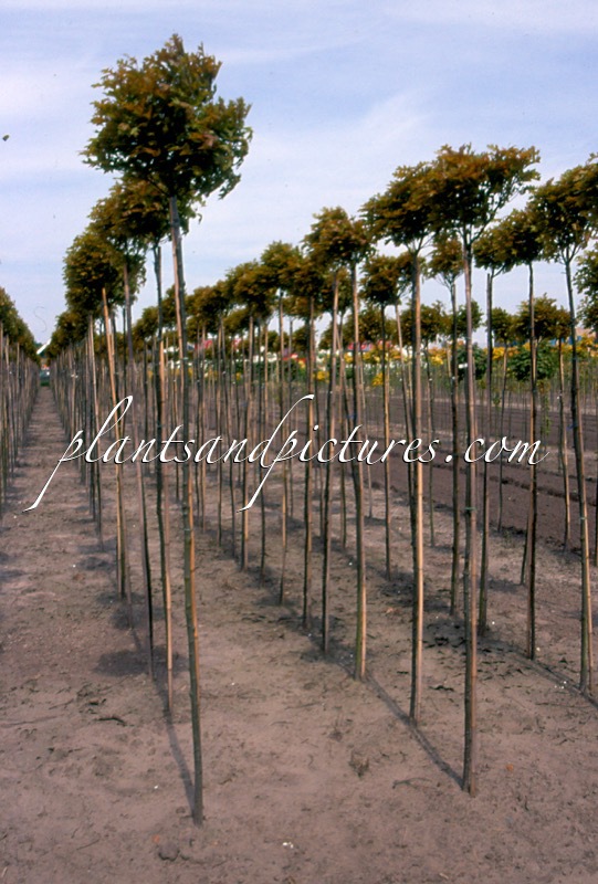 Quercus palustris ‘Green Dwarf’