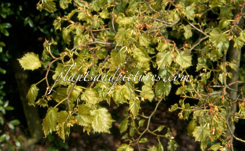 Tilia platyphyllos ‘Compacta’