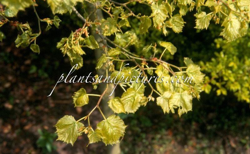Tilia platyphyllos ‘Compacta’
