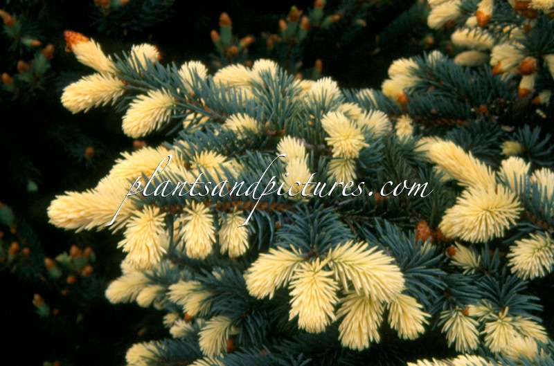 Picea pungens ‘Frülingsgold’