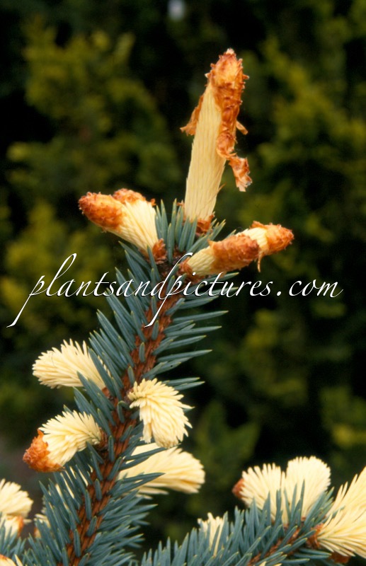 Picea pungens ‘Frülingsgold’