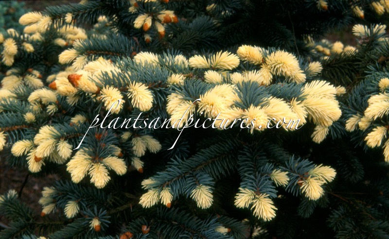 Picea pungens ‘Frülingsgold’