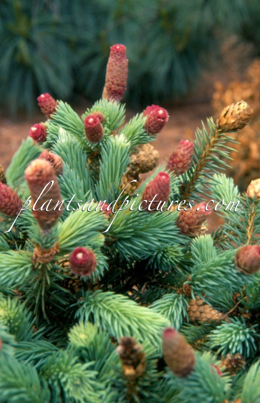 Picea pungens ‘Hermann Naue’