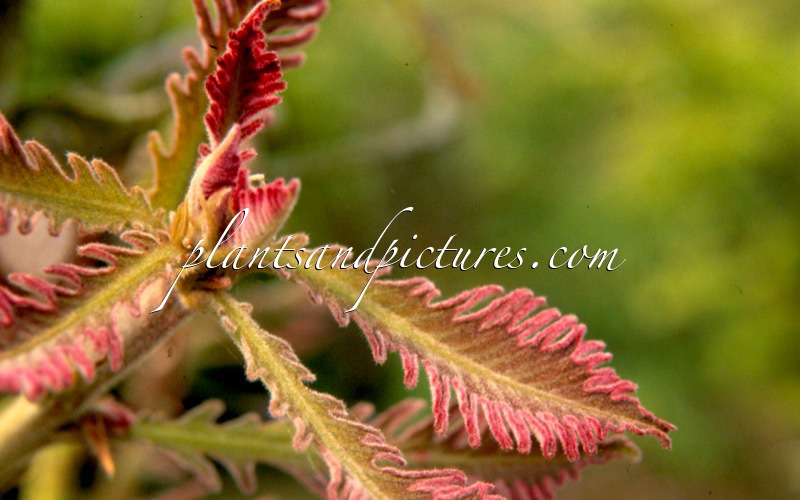 Quercus dentata ‘Pinnatifida’