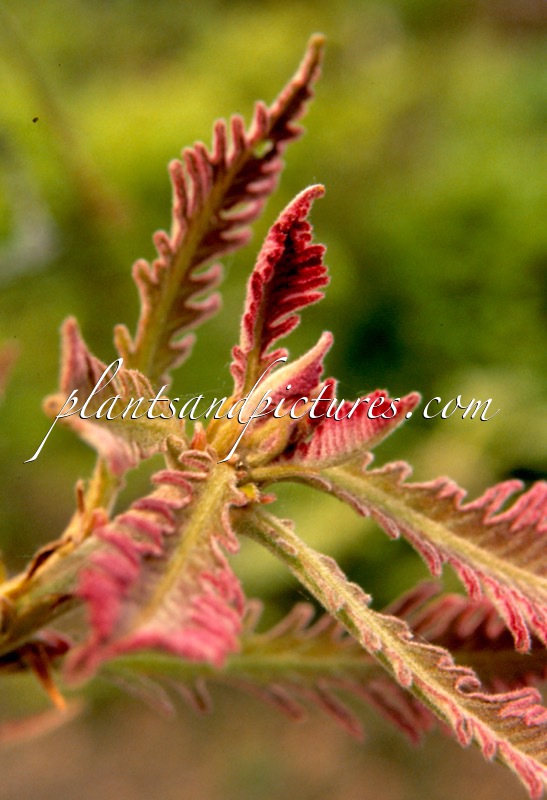 Quercus dentata ‘Pinnatifida’