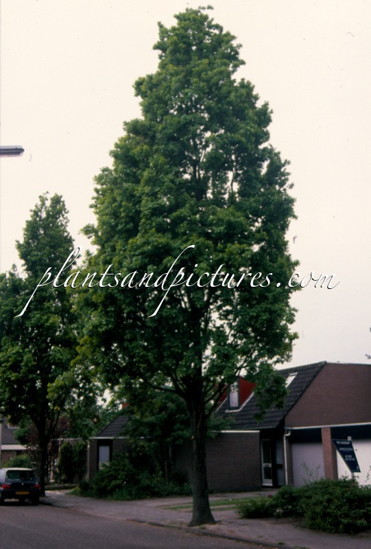 Quercus robur ‘Fastigiata Pulverulenta’