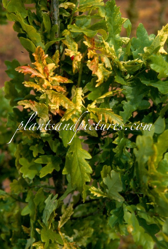 Quercus robur ‘Fastigiata Pulverulenta’