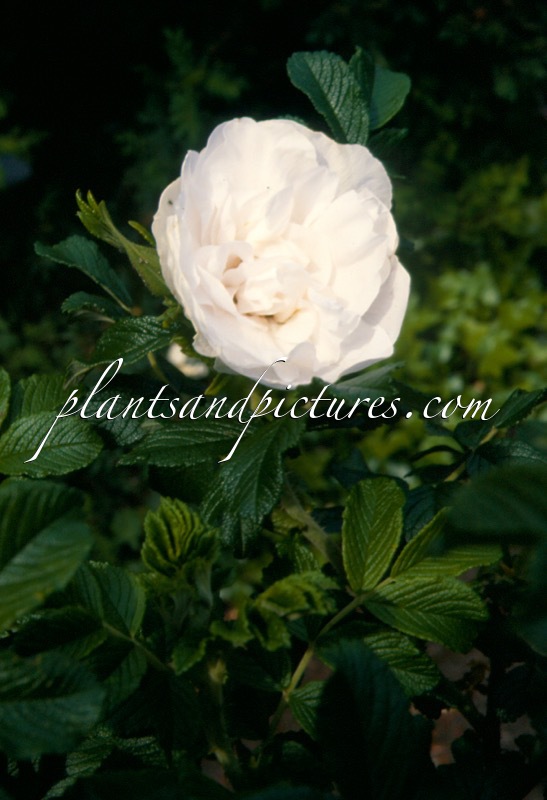 Rosa ‘Blanc Double de Coubert’
