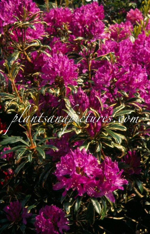 Rhododendron ponticum ‘Variegatum’