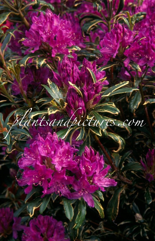 Rhododendron ponticum ‘Variegatum’