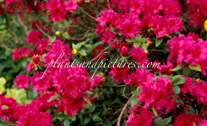 Rhododendron ‘Fumiko’ (GEISHA PURPLE)