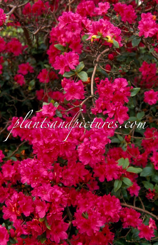 Rhododendron ‘Fumiko’ (GEISHA PURPLE)