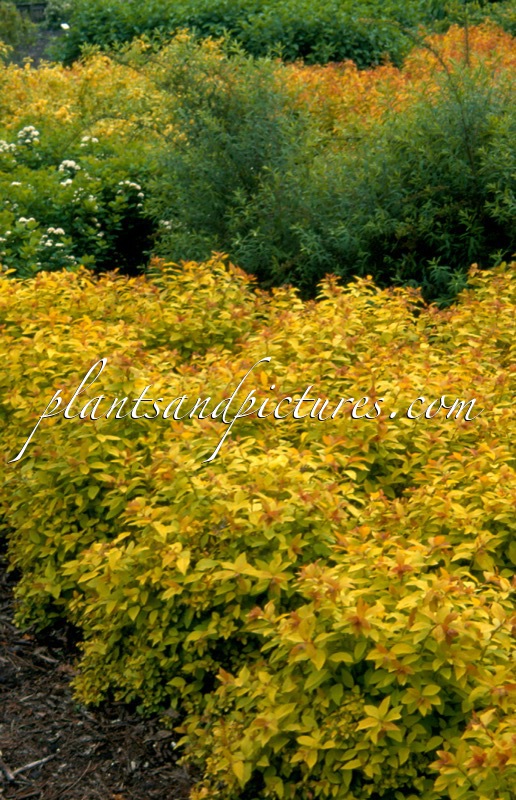 Spiraea japonica ‘Golden Princess’
