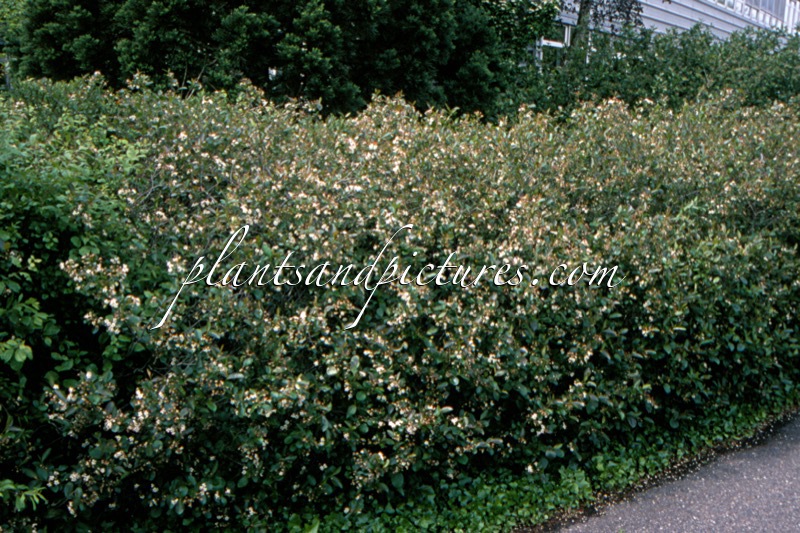 Aronia melanocarpa