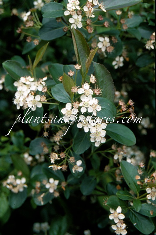 Aronia melanocarpa
