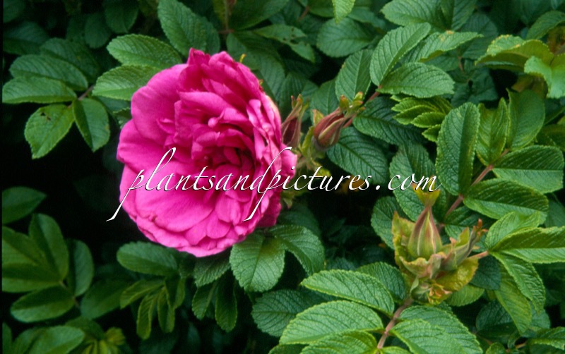 Rosa ‘Moje Hammarberg’