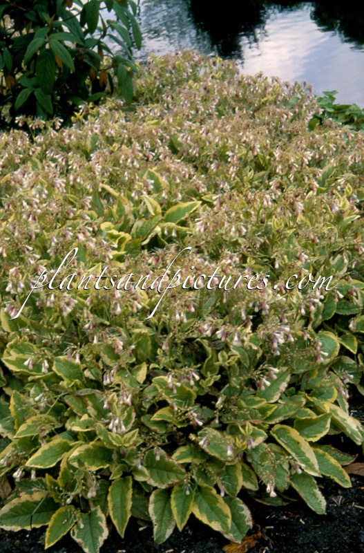 Symphytum grandiflorum ‘Goldsmith’