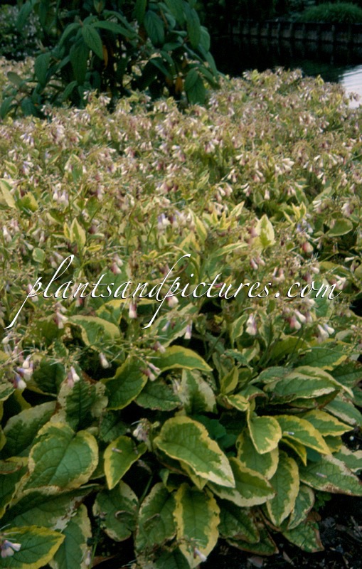 Symphytum grandiflorum ‘Goldsmith’