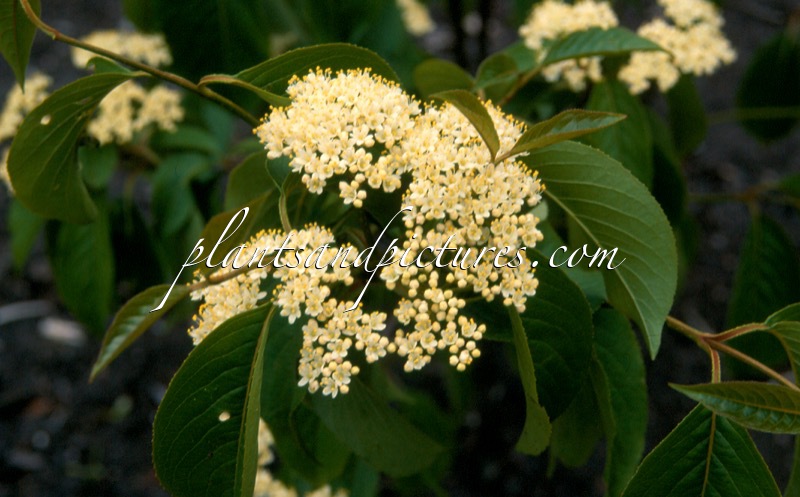 Viburnum lentago