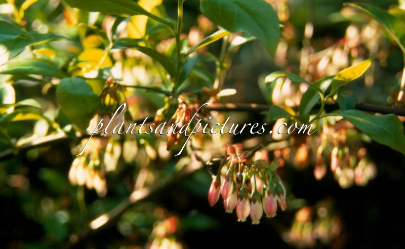 Lyonia ligustrina