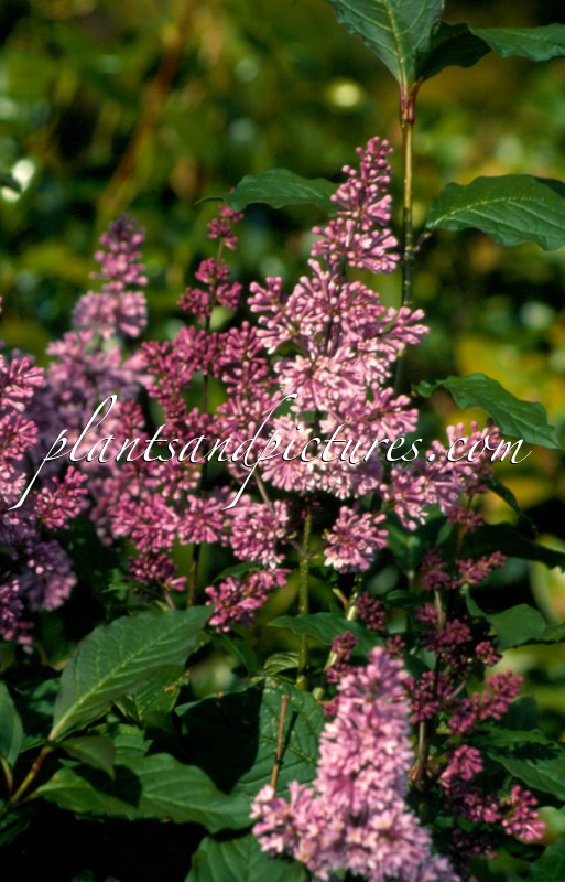 Syringa ‘Minuet’