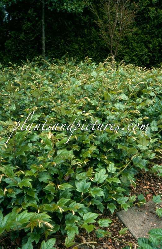 Rubus ‘Kenneth Ashburner’