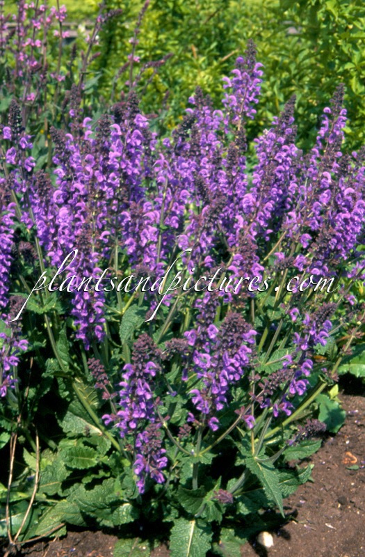 Salvia sylvestris ‘Rhapsody in Blue’