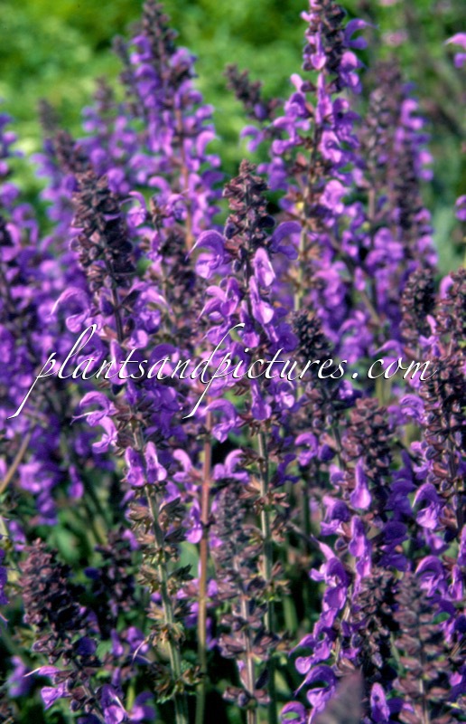 Salvia sylvestris ‘Rhapsody in Blue’