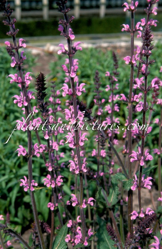 Salvia pratensis ‘Serenade’