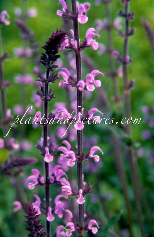 Salvia pratensis ‘Serenade’